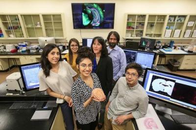 UTEP Research to Map Conditioned Fear Responses in Brain Circuits